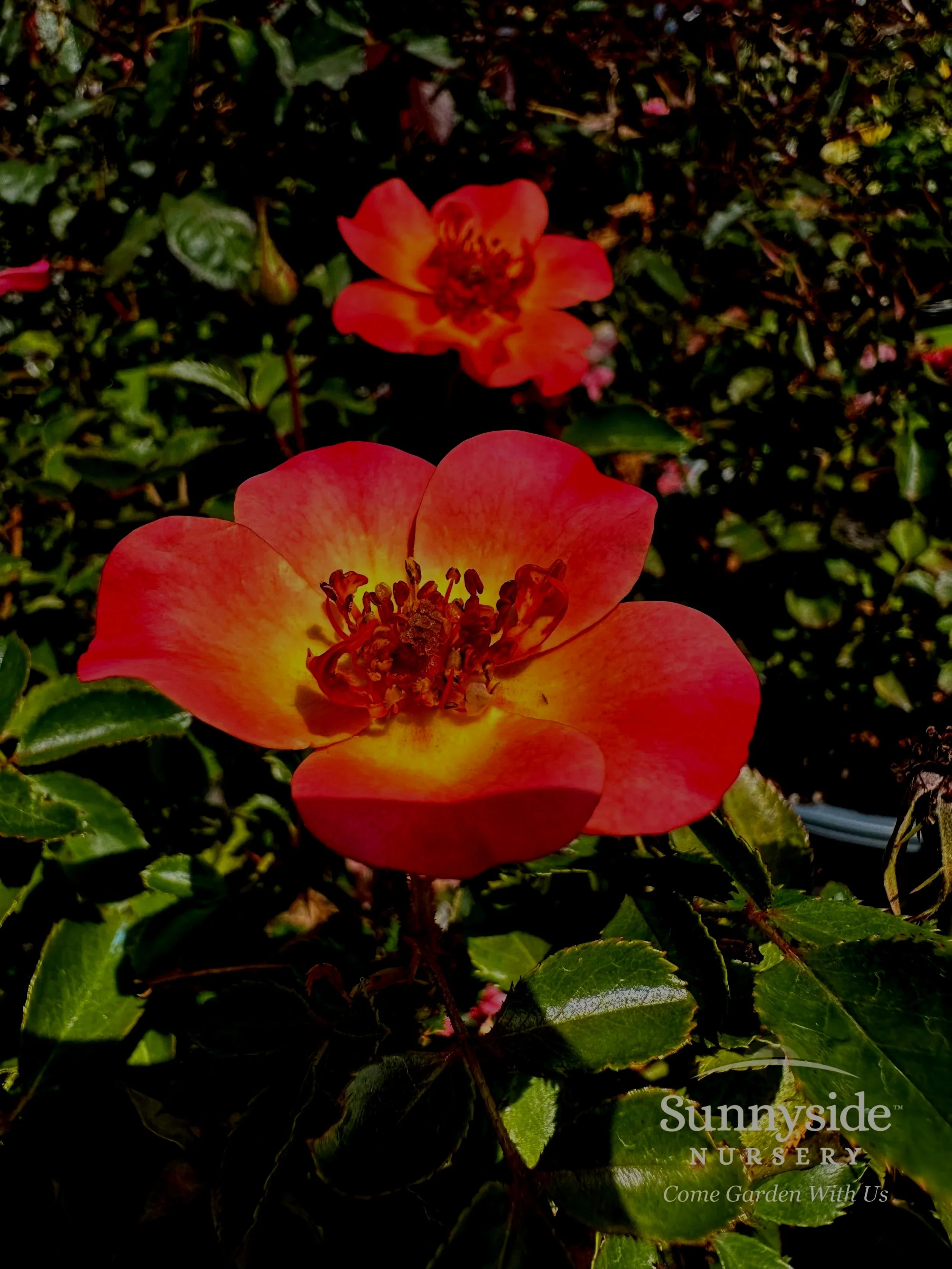 Groundcover Roses — Sunnyside Nursery
